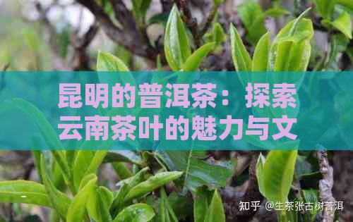 昆明的普洱茶：探索云南茶叶的魅力与文化