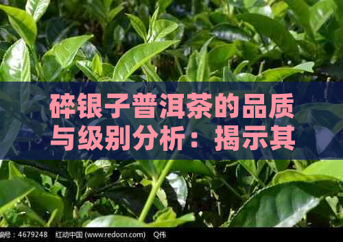 碎银子普洱茶的品质与级别分析：揭示其独特品级秘密