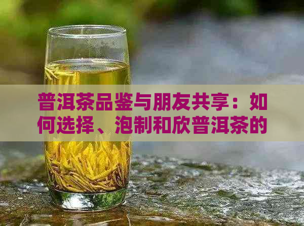 普洱茶品鉴与朋友共享：如何选择、泡制和欣普洱茶的全流程指南