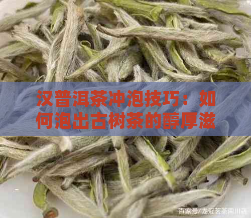 汉普洱茶冲泡技巧：如何泡出古树茶的醇厚滋味？