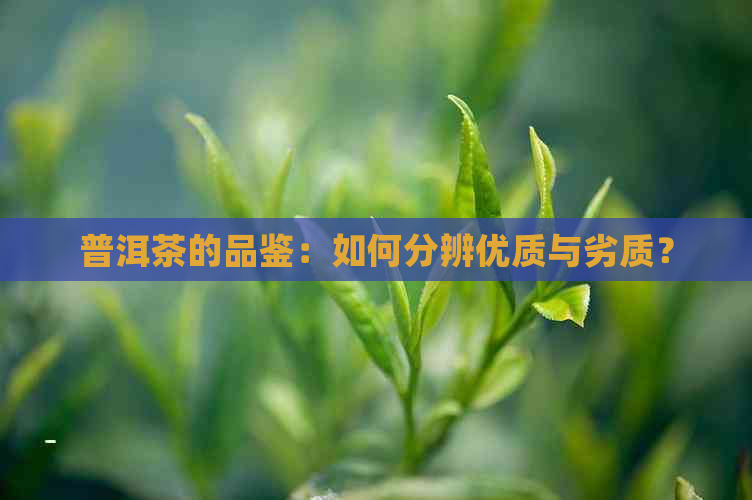 普洱茶的品鉴：如何分辨优质与劣质？