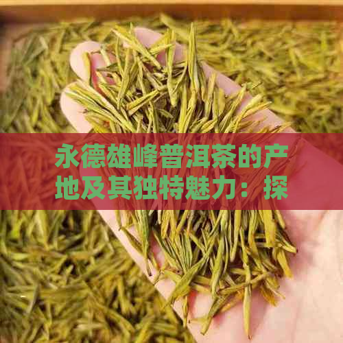 永德雄峰普洱茶的产地及其独特魅力：探寻古树茶的故事与文化