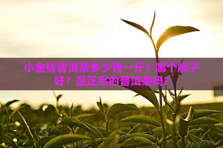 小金砖普洱茶多少钱一斤？哪个牌子好？是正宗的普洱茶吗？