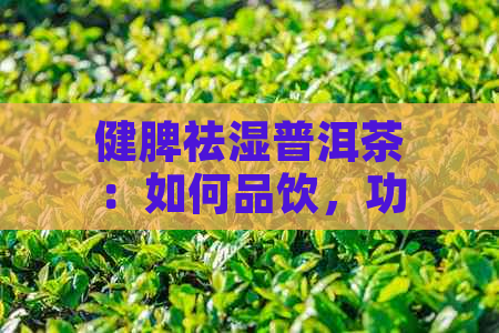 健脾祛湿普洱茶：如何品饮，功效与禁忌，以及适合的饮用时间和量