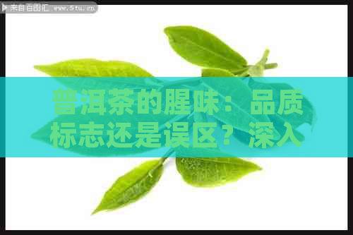 普洱茶的腥味：品质标志还是误区？深入解析真相