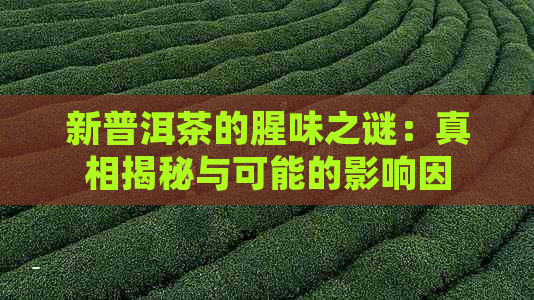 新普洱茶的腥味之谜：真相揭秘与可能的影响因素