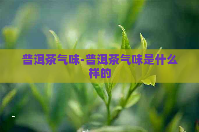 普洱茶气味-普洱茶气味是什么样的