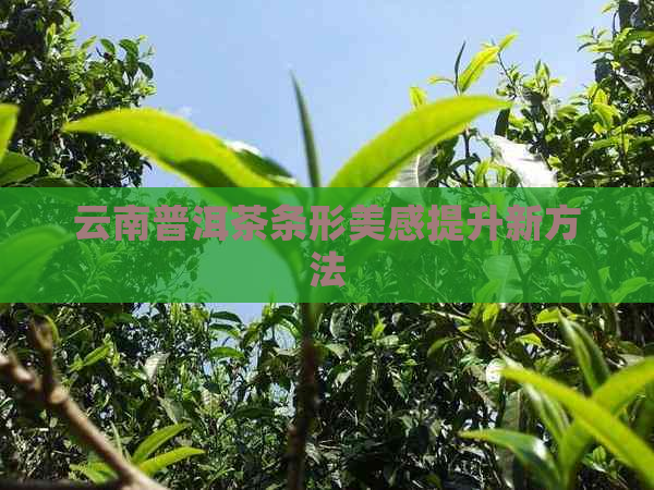 云南普洱茶条形美感提升新方法