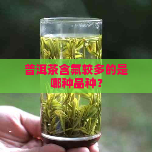 普洱茶含氟较多的是哪种品种？