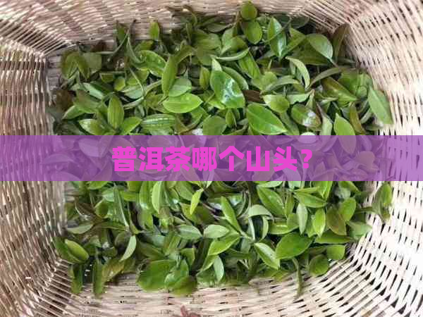 普洱茶哪个山头？