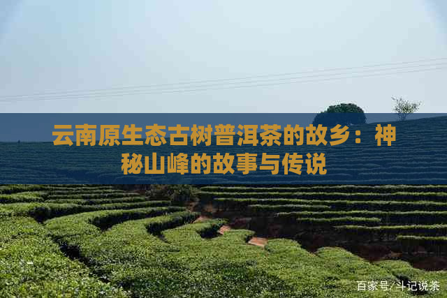 云南原生态古树普洱茶的故乡：神秘山峰的故事与传说