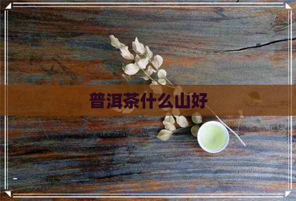 普洱茶什么山好