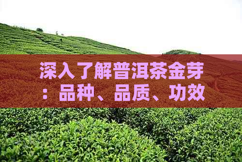 深入了解普洱茶金芽：品种、品质、功效与泡法等全方位解析