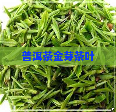 普洱茶金芽茶叶