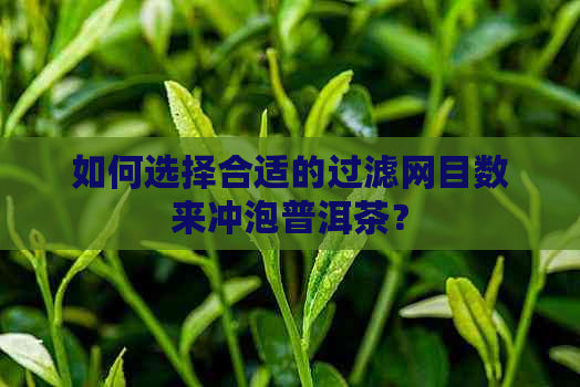 如何选择合适的过滤网目数来冲泡普洱茶？