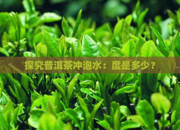 探究普洱茶冲泡水：度是多少？