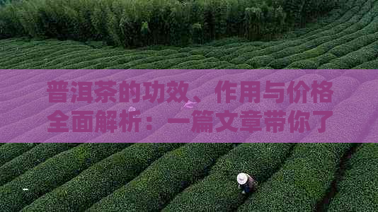 普洱茶的功效、作用与价格全面解析：一篇文章带你了解普洱茶的各个方面