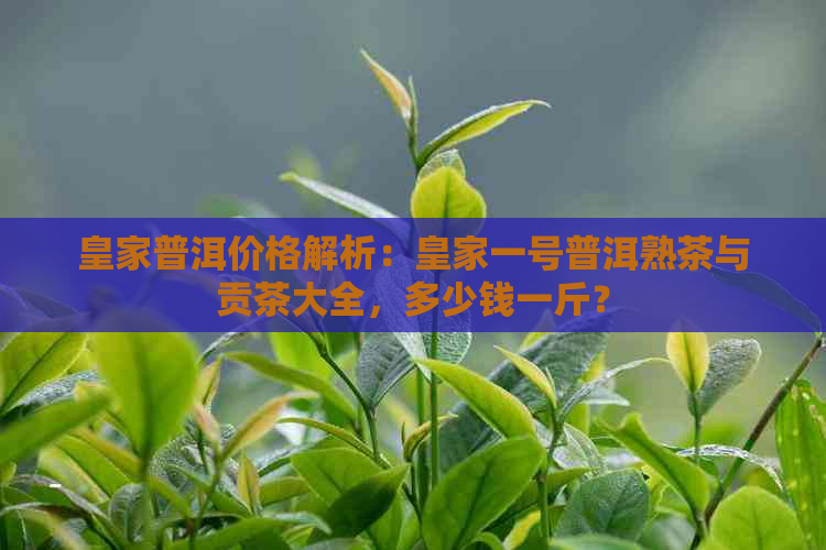 皇家普洱价格解析：皇家一号普洱熟茶与贡茶大全，多少钱一斤？