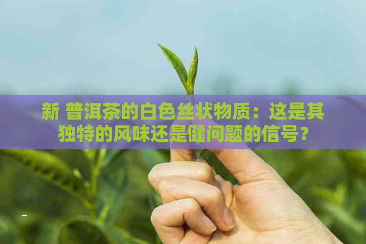 新 普洱茶的白色丝状物质：这是其独特的风味还是健问题的信号？