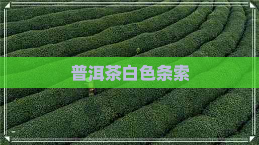 普洱茶白色条索