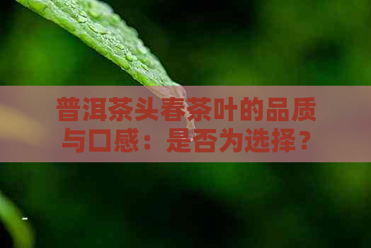 普洱茶头春茶叶的品质与口感：是否为选择？