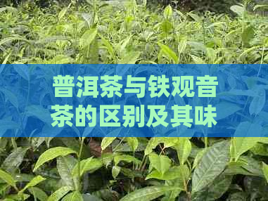 普洱茶与铁观音茶的区别及其味道相似之处如何解释？