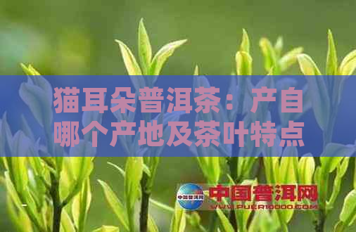 猫耳朵普洱茶：产自哪个产地及茶叶特点分析