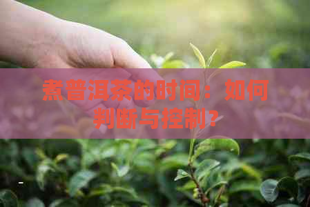 煮普洱茶的时间：如何判断与控制？