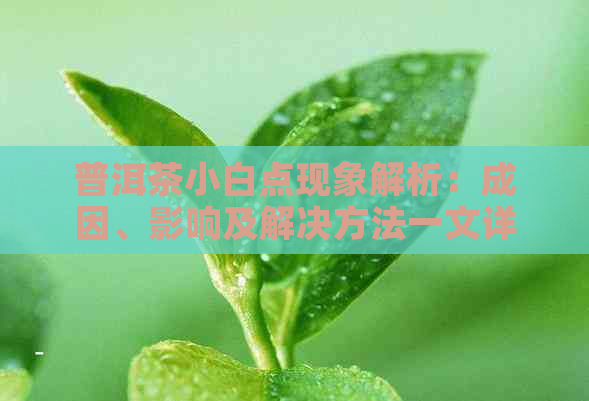 普洱茶小白点现象解析：成因、影响及解决方法一文详解