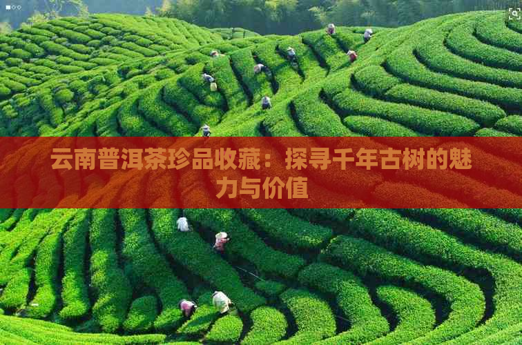 云南普洱茶珍品收藏：探寻千年古树的魅力与价值