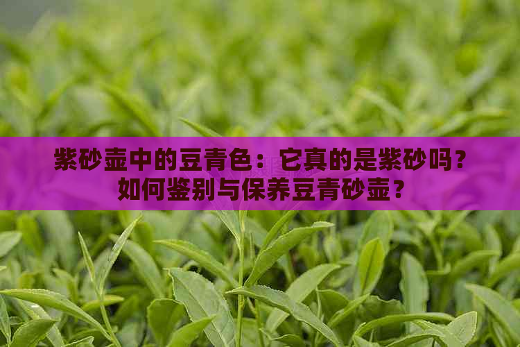 紫砂壶中的豆青色：它真的是紫砂吗？如何鉴别与保养豆青砂壶？