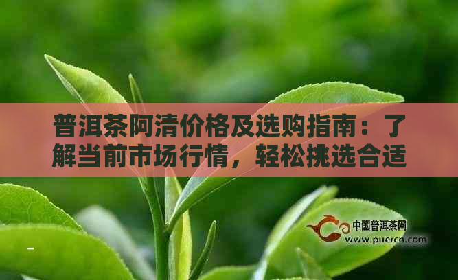 普洱茶阿清价格及选购指南：了解当前市场行情，轻松挑选合适产品