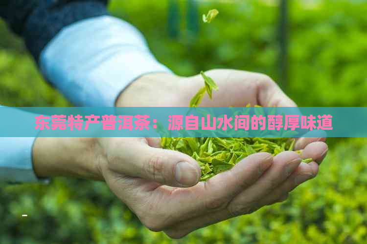 东莞特产普洱茶：源自山水间的醇厚味道