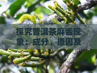 探究普洱茶麻舌现象：成分、原因及影响因素