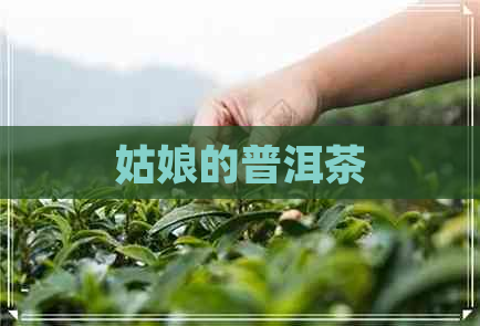 姑娘的普洱茶