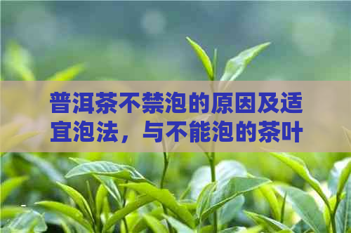 普洱茶不禁泡的原因及适宜泡法，与不能泡的茶叶无关