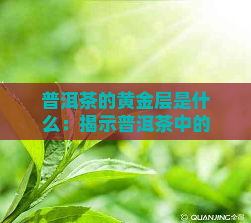 普洱茶的黄金层是什么：揭示普洱茶中的珍贵层次