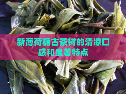 新薄荷糖古茶树的清凉口感和显著特点