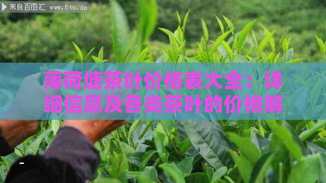 薄荷塘茶叶价格表大全：详细信息及各类茶叶的价格解析