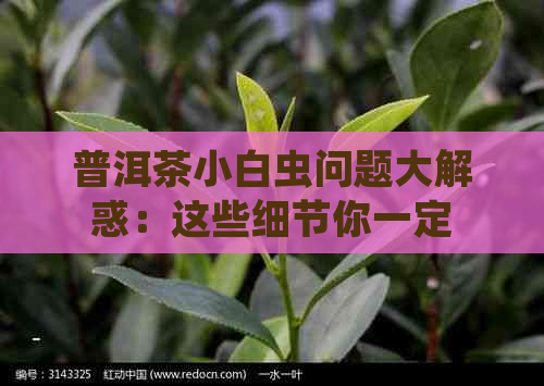 普洱茶小白虫问题大解惑：这些细节你一定要知道！