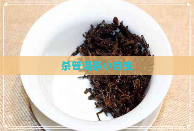 杀普洱茶小白虫