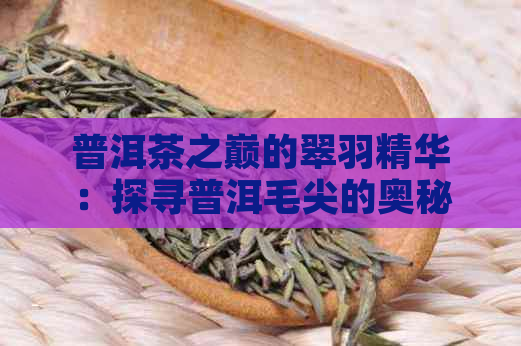 普洱茶之巅的翠羽精华：探寻普洱毛尖的奥秘与魅力