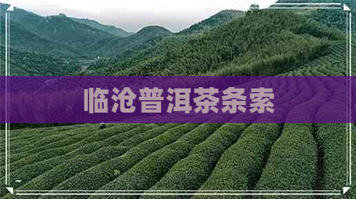 临沧普洱茶条索