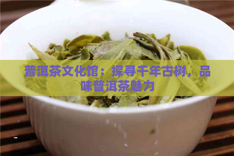 普洱茶文化馆：探寻千年古树，品味普洱茶魅力