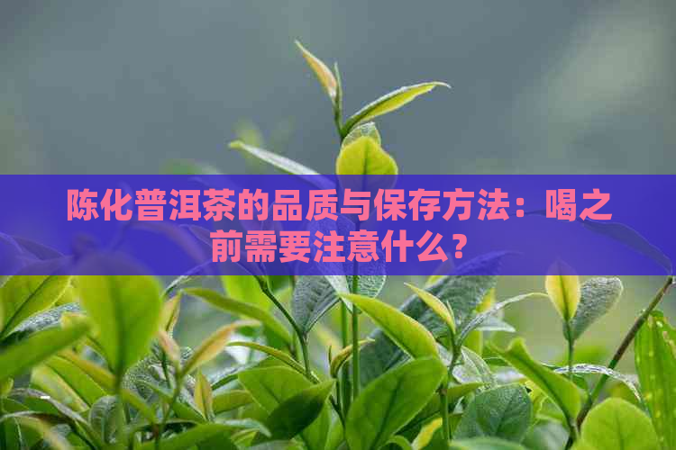 陈化普洱茶的品质与保存方法：喝之前需要注意什么？