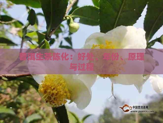 普洱生茶陈化：好处、年份、原理与过程