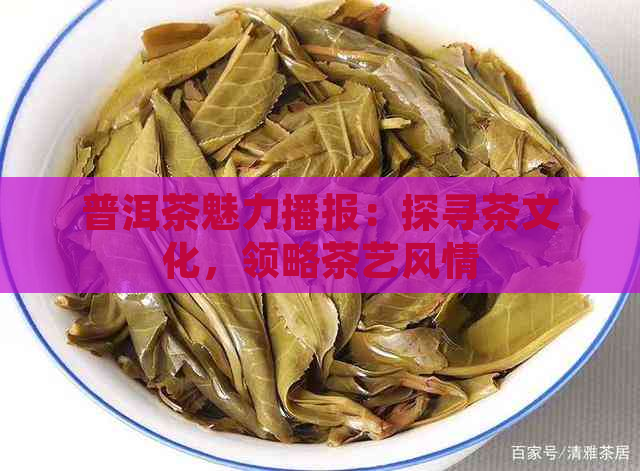 普洱茶魅力播报：探寻茶文化，领略茶艺风情