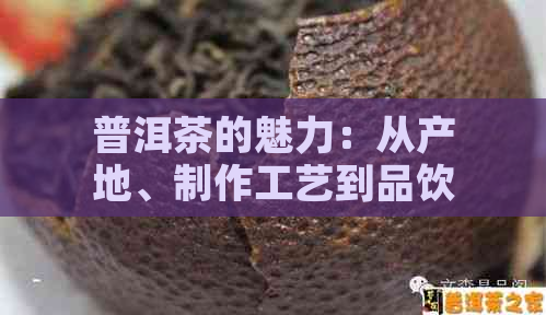 普洱茶的魅力：从产地、制作工艺到品饮方法的全面解析