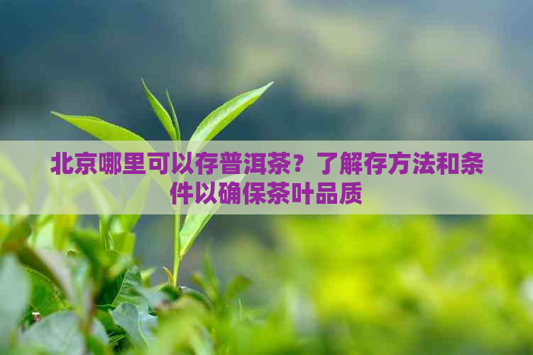 北京哪里可以存普洱茶？了解存方法和条件以确保茶叶品质