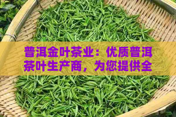 普洱金叶茶业：优质普洱茶叶生产商，为您提供全方位的茶叶解决方案